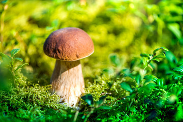 Picking mushrooms and cranberries in forest in early autumn. Last sunny summer days. Mushrooms and berries are growing in warm green, thick, wet moss layer. Perfect weather for outdoor activities.