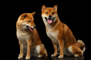 Two Shiba inu Dogs, Sitting and Looks questioning, Isolated Black Background, Front view