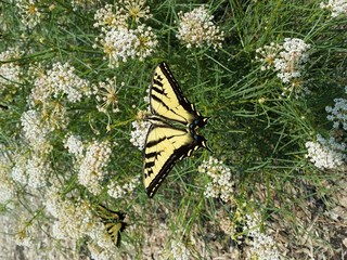 Swallowtail 4