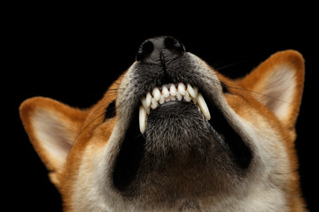 Aggressive Portrait of Growls Shiba inu Dog, showing tooth Isolated Black Background, Front view
