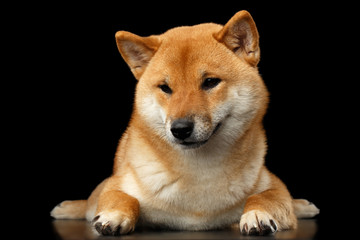 Pedigreed Shiba inu Dog Lying, Looks closely on Isolated Black Background, front view