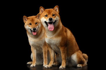 Two Shiba inu Dogs, Sitting Looks Friendly, Isolated Black Background, Front view