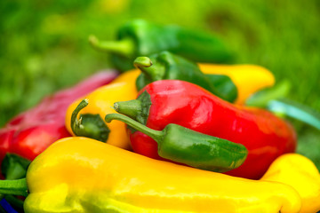 Summer harvest. Freshly picked, red, green and yellow sweet peppers, laying in grass in garden. Healthy eating, fresh food, vegetables, vitamins, diet, fitness. Making fresh salads for dinner. Tasty