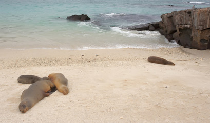 Fototapeta na wymiar seals