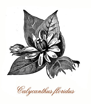 Featured image of post Simple Way to Carolina Allspice Flower Drawing