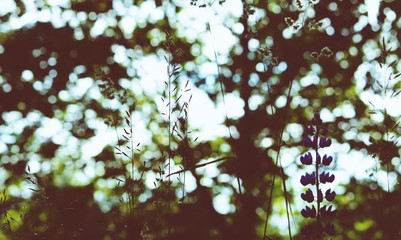 Grass in the sunlight