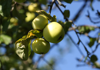 Summer fresh ripe apples on the tree branch