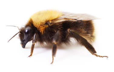 Bumblebee on white.