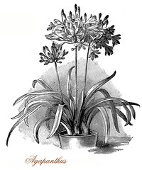 Vintage engraving of Agapanthus, elegant flowering plant with blossoms similar to lilies