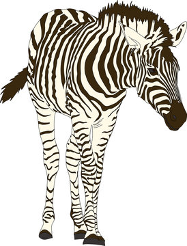 kitten of hartmann's mountain zebra on the walk - digital hand drawn vector illustration isolated on white background