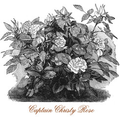 Vintage engraving of a beautiful Captain Christy rose bush with blossoms, cultivated for beauty and fragrance