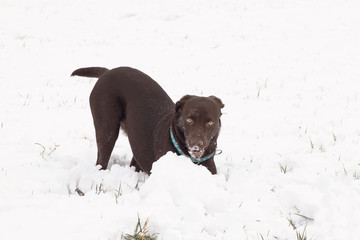 brauner Labrador spielt im Schnee