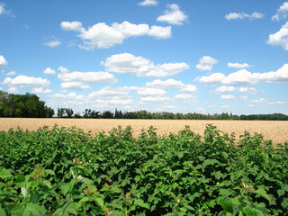 Plantation raspberry background