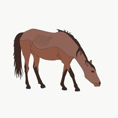 garub desert horse, seeking for food - digital hand drawn vector illustration isolated on white background