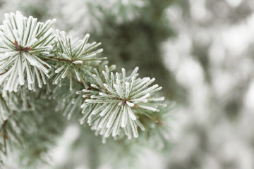 Tree branches covered with rime, closeup