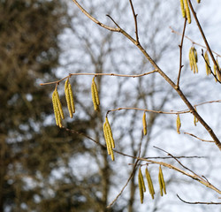 Wald mit Moos und B&auml;umen
