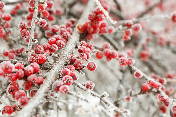 Tree branches covered with rime, closeup