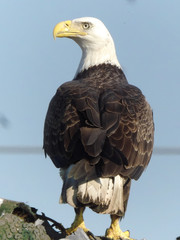 Eagle Glances Back And Left