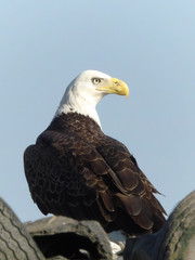 Eagle Looking Right