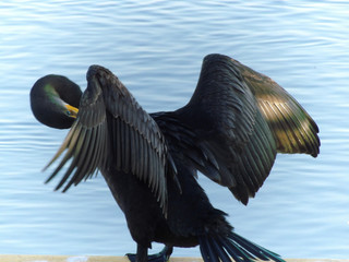 Cleaning Bird Bejeweled