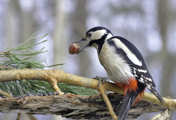 Great spotted woodpecker on pine branches near the feedefs.