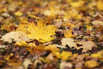 Autumn maple leaf