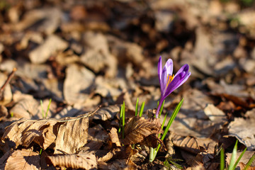 first spring crocuses