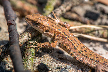 Macro shot of a lizard. Early spring. Nature is awakening. Reptiles seeking for first sun rays, coming out from forest. Animals, wildlife, dinosaur, alligator, snakes. Summer, spring, autumn scene.