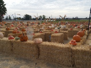 Pumpkin patch maze2
