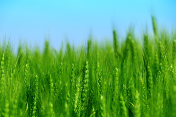 Green wheat detail