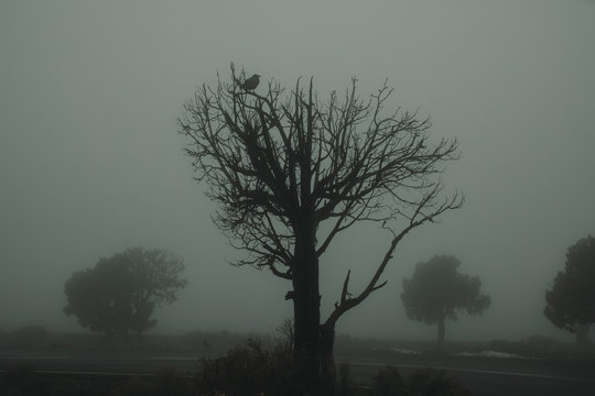 spooky raven perched in a tree on a foggy day
