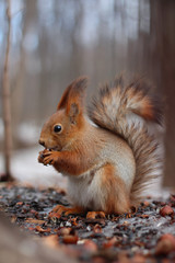 The squirrel in the wood gnaws nuts