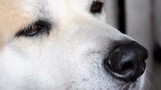 Closeup of dog's face. Dog's breed is japanese akita