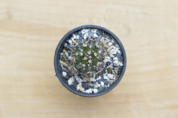 Close up cactus on table of brown background