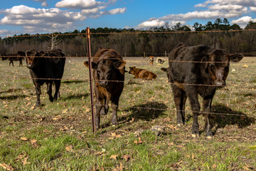 Baby calves in spring pasture