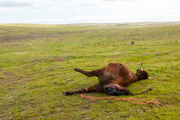 Stillbirth of a cow