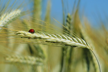 little ladybug on a stalk of wheat in the field.