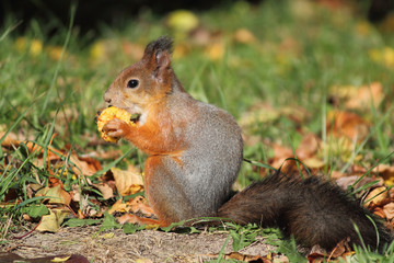 Naklejka na ściany i meble The squirrel eats apple