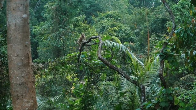 Slow motion video of the monkey sitting on a branch at Khao Yai national park, Thailand. Full HD stock footage.
