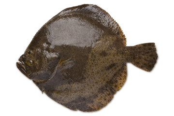 Turbot fish