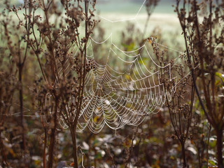 Spinnennetz