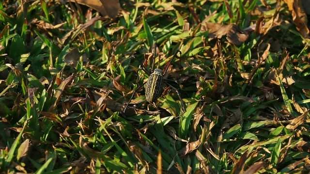 Macro video of a big spider walking on the grass. Nephilidae is a spider family that lives in tropical and subtropical environments in the Americas, Africa, Asia, and Australia

