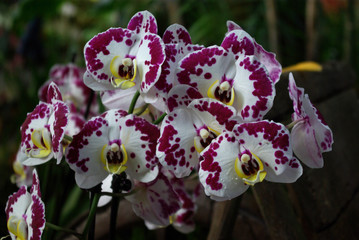 Orchidée mouchetée de violet