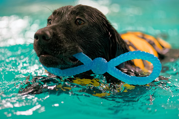 Dog Swimming Lesson