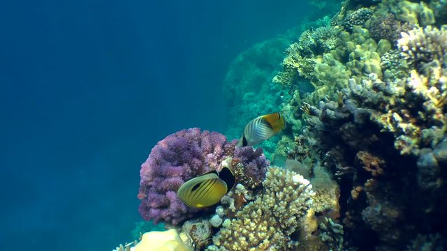 A pair of Blacktail butterflyfish (Chaetodon austriacus) swims in front of the camera above the top of the reef, wide shot.
