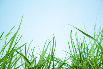 leaf grass on a blue background