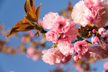 Cherry blossoms on a blue sky background