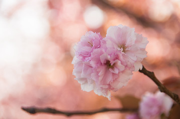 PInk cherry spring blossoms on tree