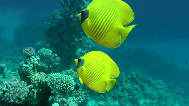 A pair of Bluecheek butterflyfish (Chaetodon semilarvatus) swim on a background of blue water, medium shot.
