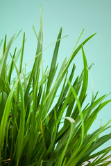 Fototapeta na wymiar great detail leaf grass on a green background